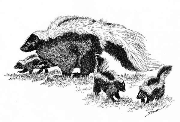 A mother and baby skunks, drawing